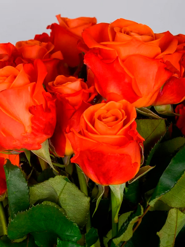 ���� ����� ���� (Orange Crush) �����-���������