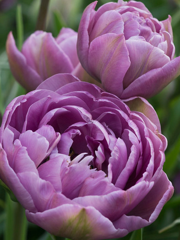  Lilac Perfection - 10/11 
