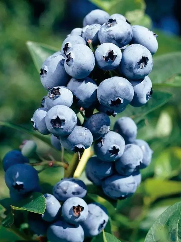 �������� ��� ���� �����������