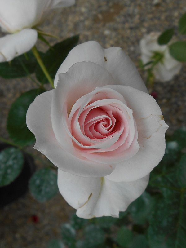     (Aspirin Rose) 4