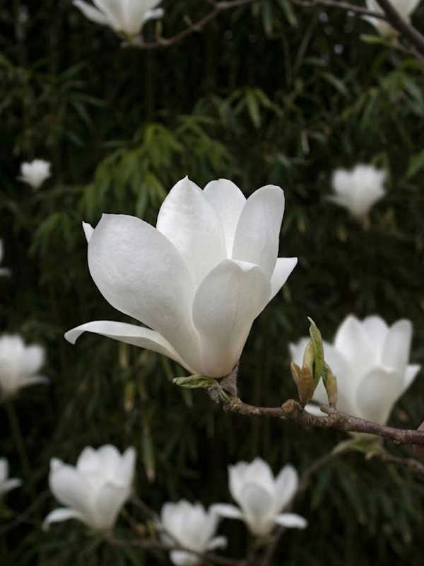 �������� ������� Lenne� Alba �3