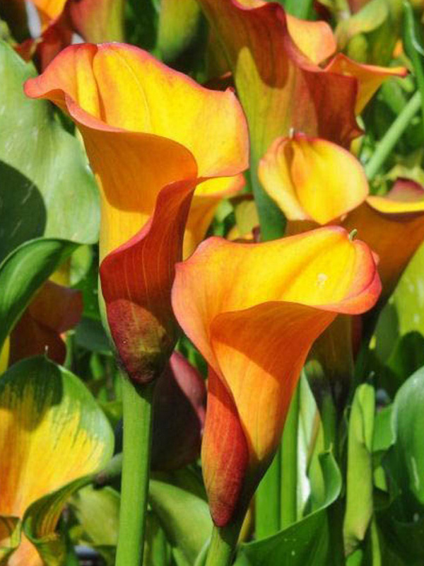 ����� Royal Pumpkin 14/16