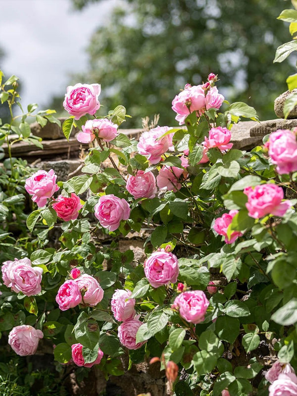 ������� ���������� (Constance) ��������� �3