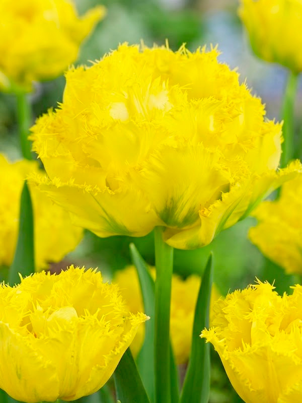�������� Lemon Shoot 10/11 �������-�����������, ��. 
