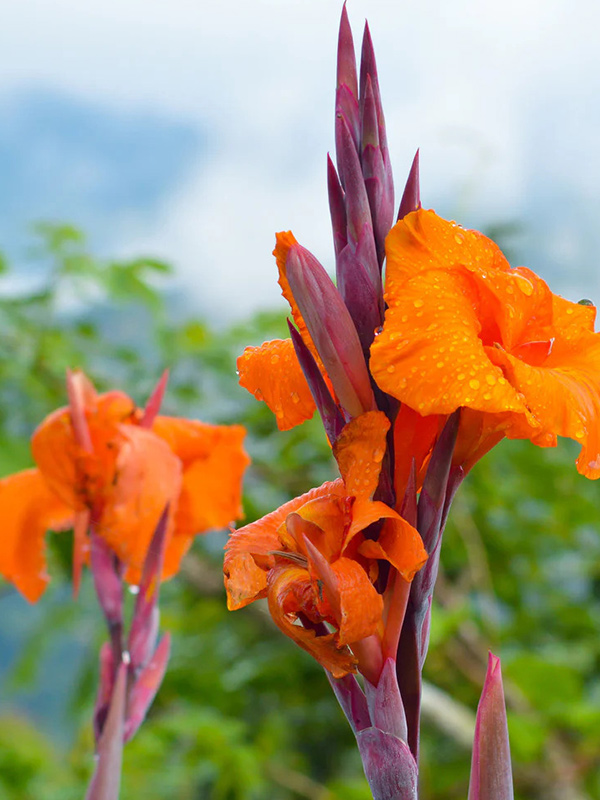 ����� Durban 