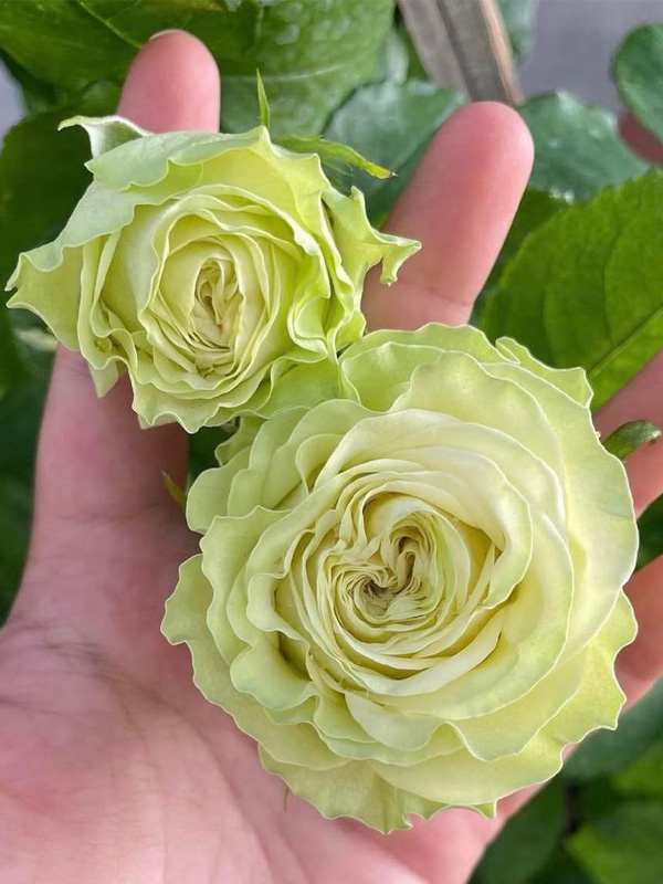  -  (Wasabi) 4
