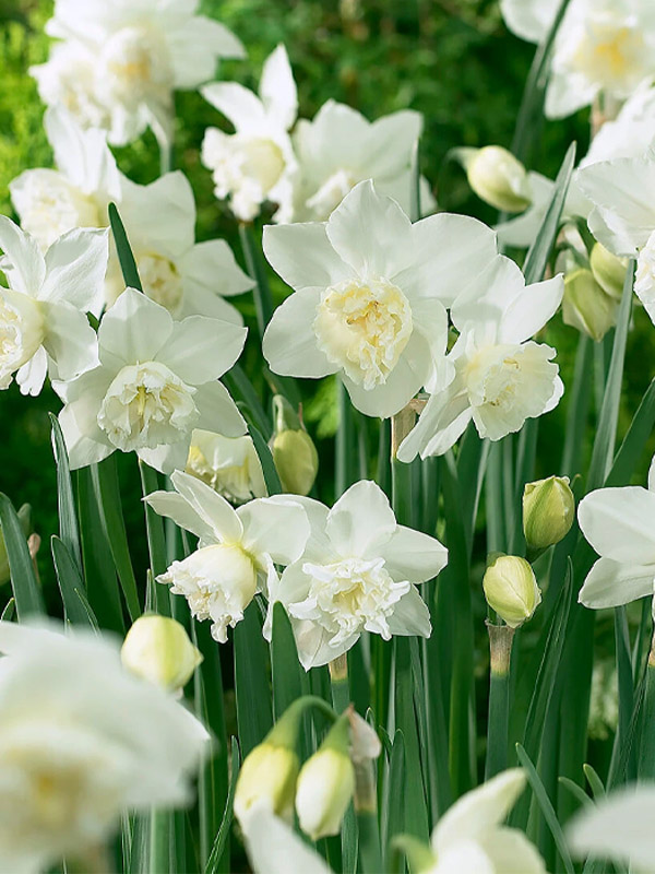  White Marvel 