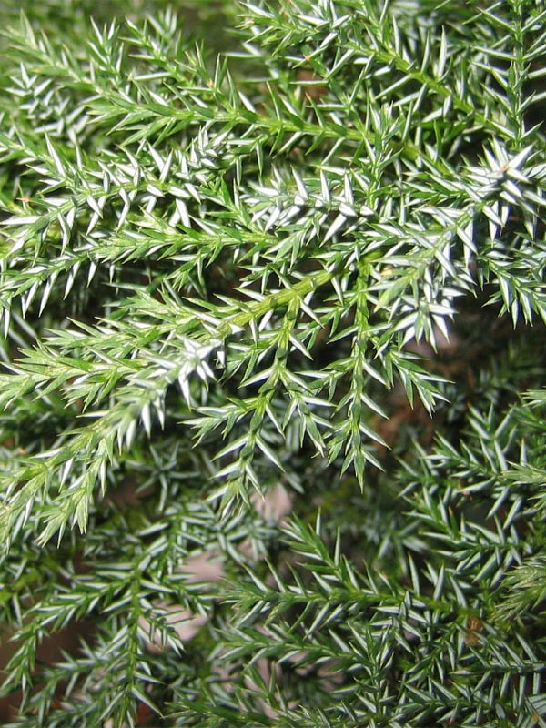    (Tamariscifolia) 3