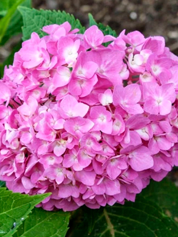 ��������� ���� ����� ���� (Mini Penny Pink) ������������� �2