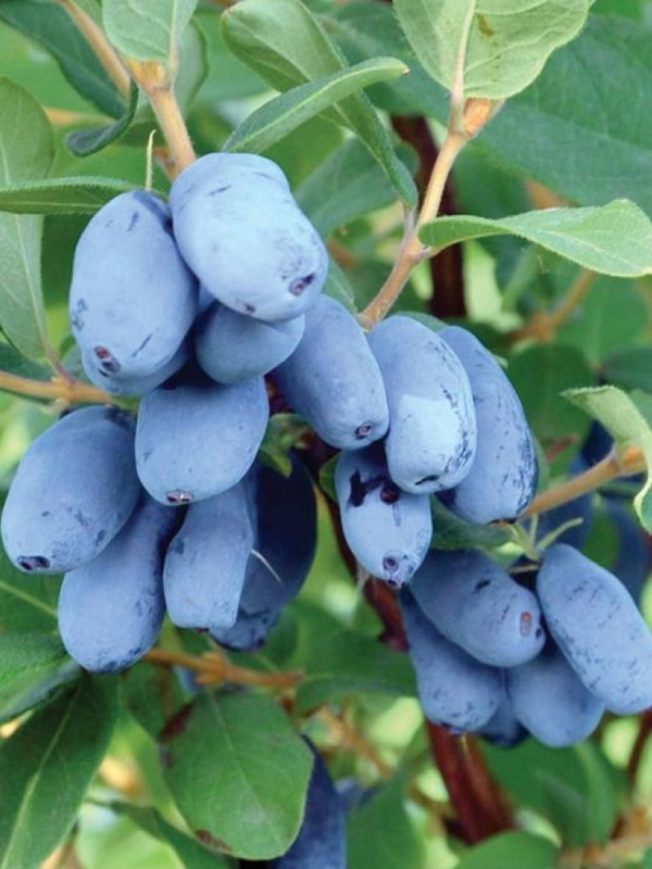 ��������� ������ ���� �2