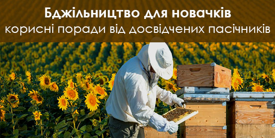 Бджільництво для новачків. Корисні поради від досвідчених пасічників