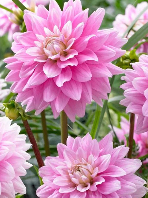 �������� Offshore Dream 