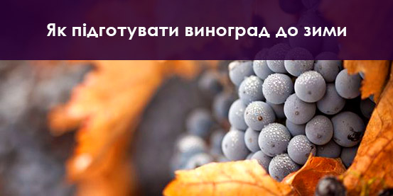 Як підготувати виноград до зими
