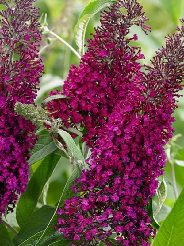 ������ ������ ���� ��� (Royal Red) 3 �