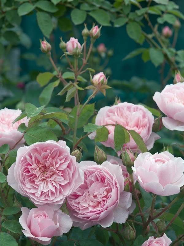 ���� ���� ���� (Claire Rose) ���������� C3, ��.