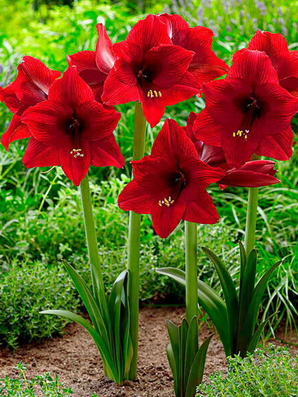 ó��������� Arabian Night 22/24