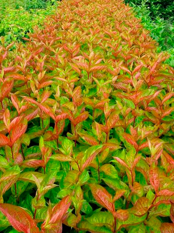 ������� ³��� �� �� Wingsof Fire������ �2