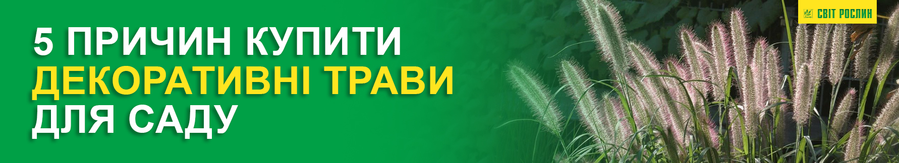 Пять причин купить декоративные травы для сада Пять причин купить декоративные травы для сада