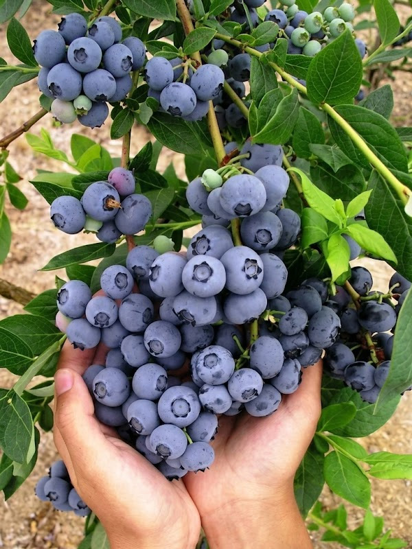 ������ ��� ����� 2 � 3 �