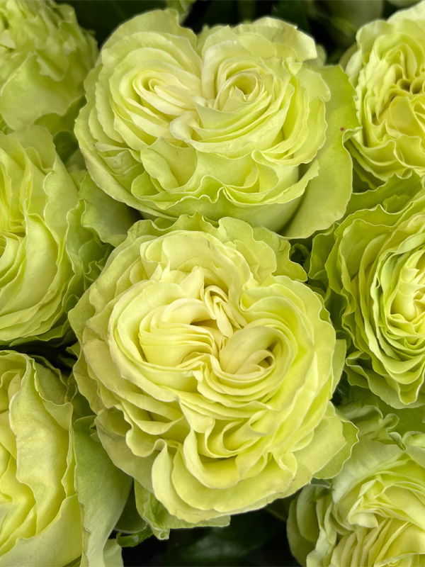  -  (Wasabi) 4