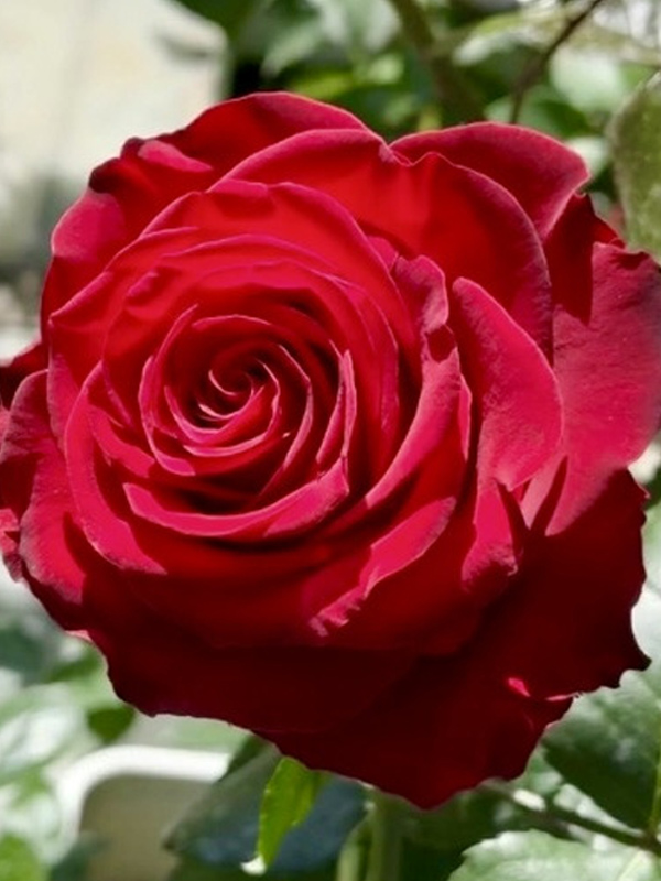 ���� ����� (Rhodos) �����-��������� C3