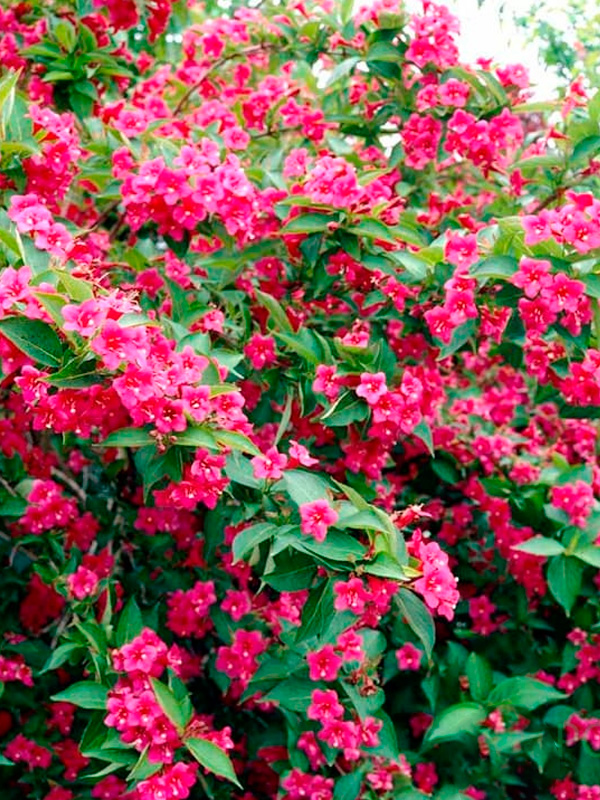 ������� ������ ��� Bristol Ruby �2