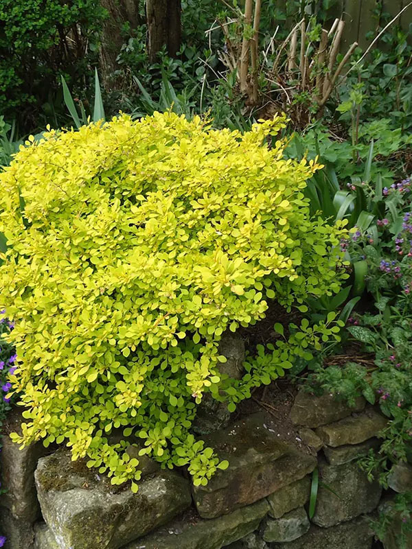 �������� �������� ����� (Aurea) �2