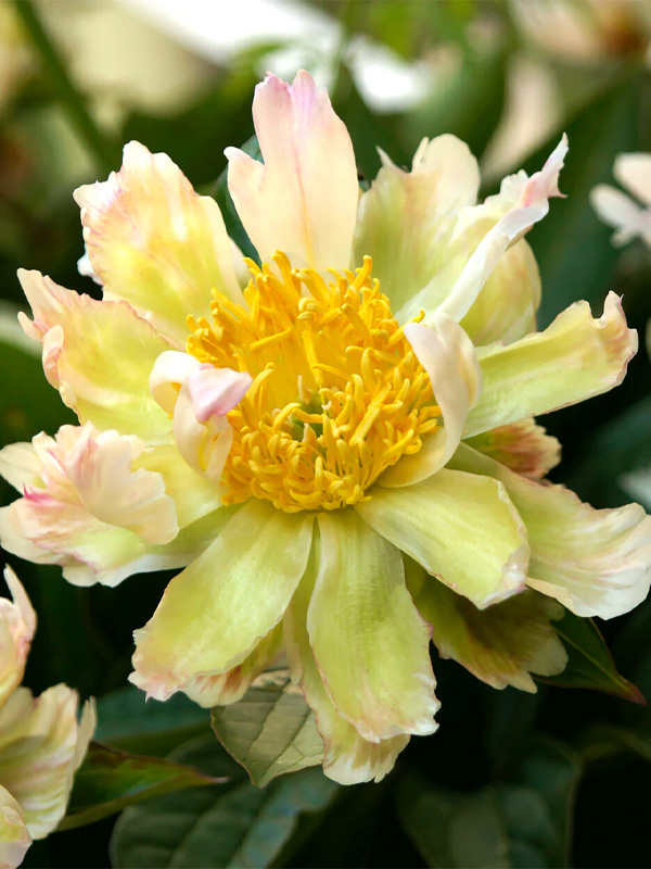 ϳ   (Green Lotus) 2/3