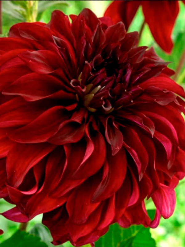 �������� Spartacus ���������� ������ 