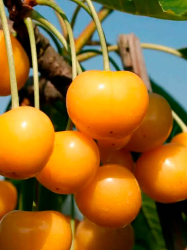 ������� ������� ������ �������