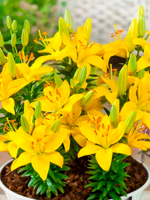 ˳�� Rio de Janeiro ��������� 12/14