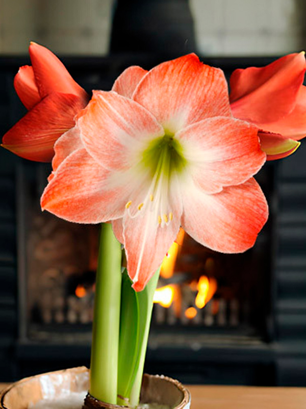 ó��������� King Star (Serenity) 26/28