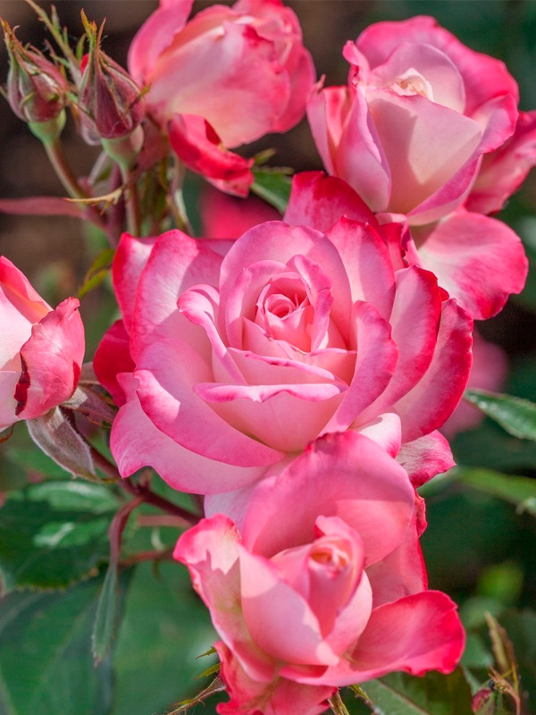 ���� ����� ����� (Furore) ���������