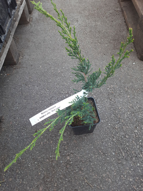 Можжевельник средний Mint Julip P9