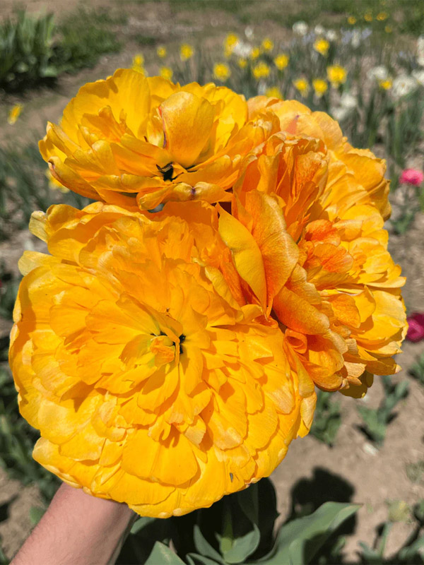  Sunlover  