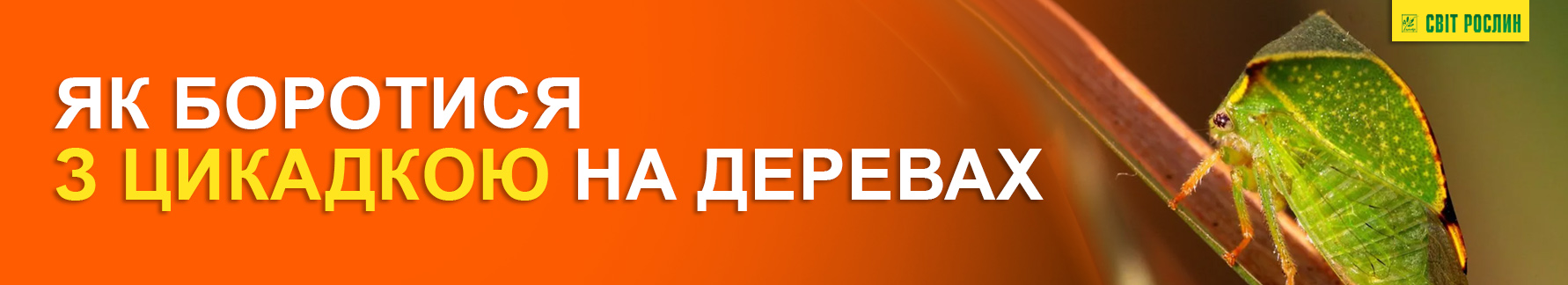 Как бороться с цикадкой на деревьях Как бороться с цикадкой на деревьях
