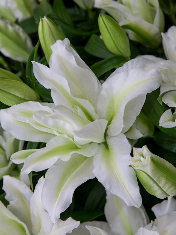 ����� Roselily Aisha 15/17 