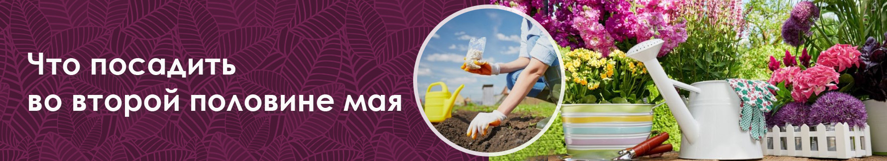 Что посадить во второй половине мая Что посадить во второй половине мая