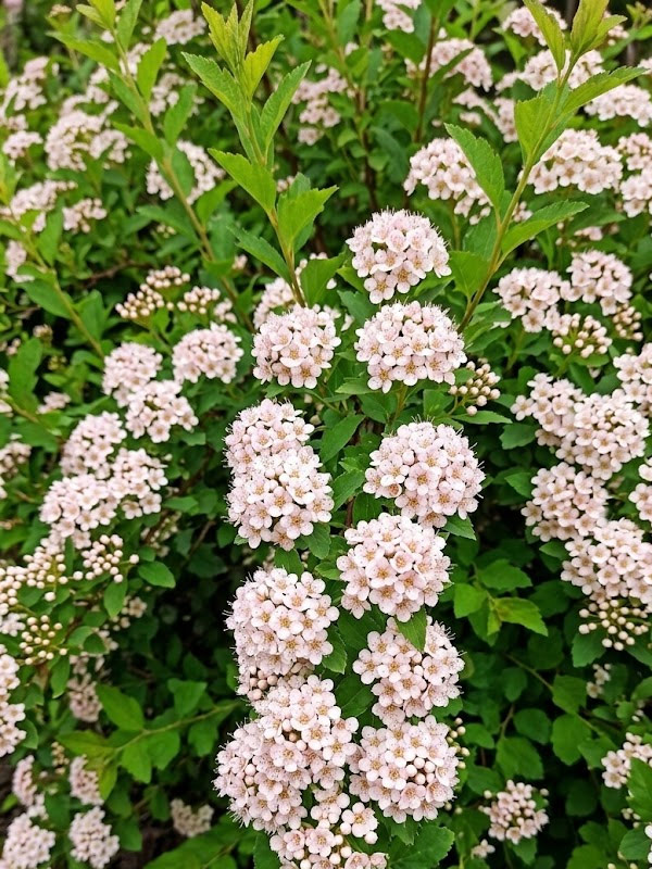 ������������� Little Greeny �5