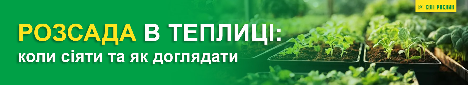 Рассада в теплице: когда сеять и как ухаживать Рассада в теплице: когда сеять и как ухаживать