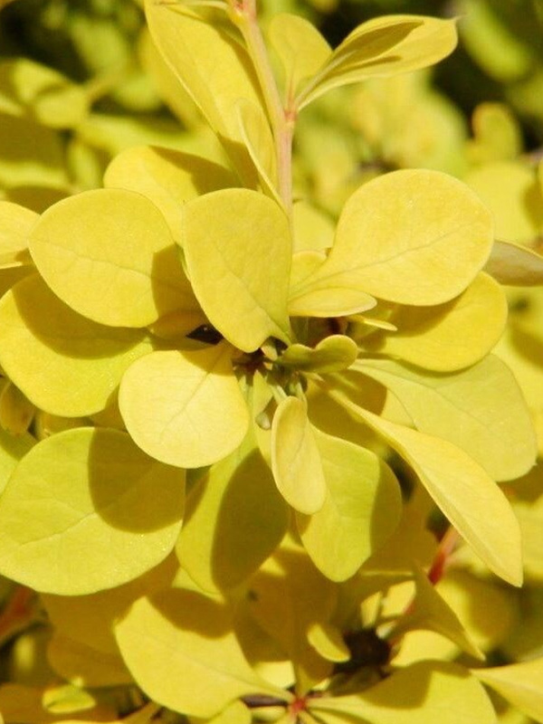 �������� �������� ����� (Aurea) �2