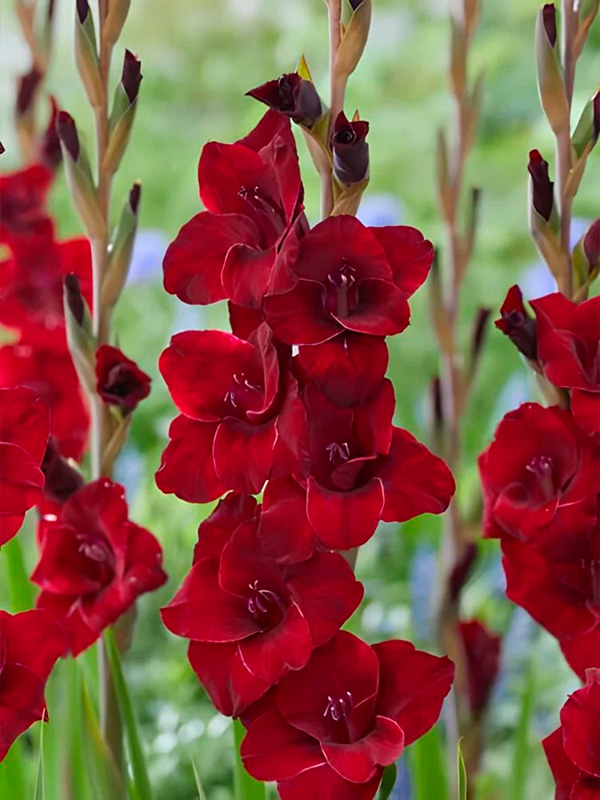 �������� Ellis 10/12