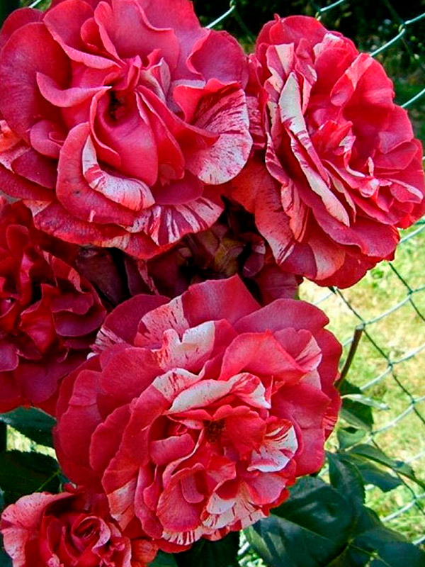 ������� ������ (Brownie) ��������