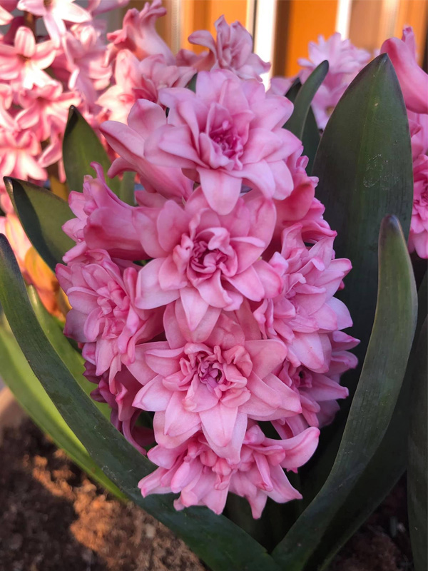 ó    (Spring Beauty) 14/15