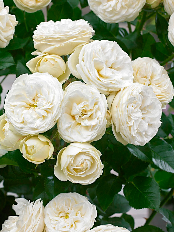 ���� ������� (Artemis) ����������