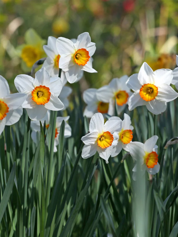   Flower Record 12/14