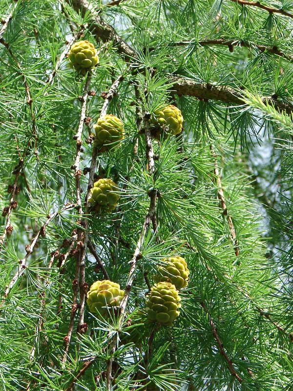   (larix kaempferi) P9