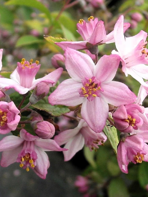 ������ ���� ���� (Mont Rose) ��������� �2,4