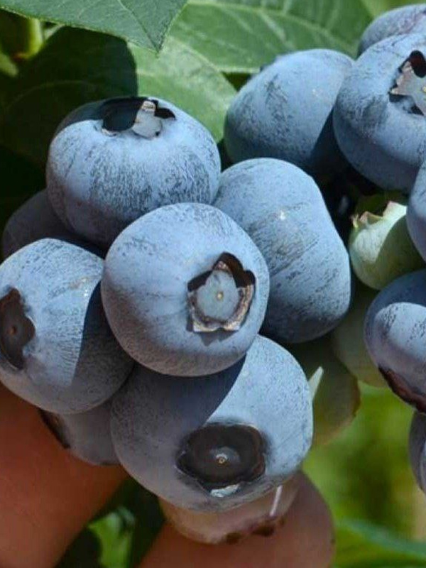 �������� ������� �����������