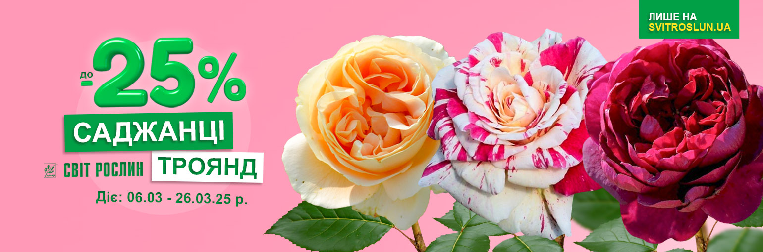 Скидки до -25% на саженцы роз! Скидки до -25% на саженцы роз!